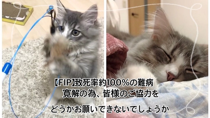 【FIP(猫伝染性腹膜炎）】治療費のご支援ご協力のお願いです。