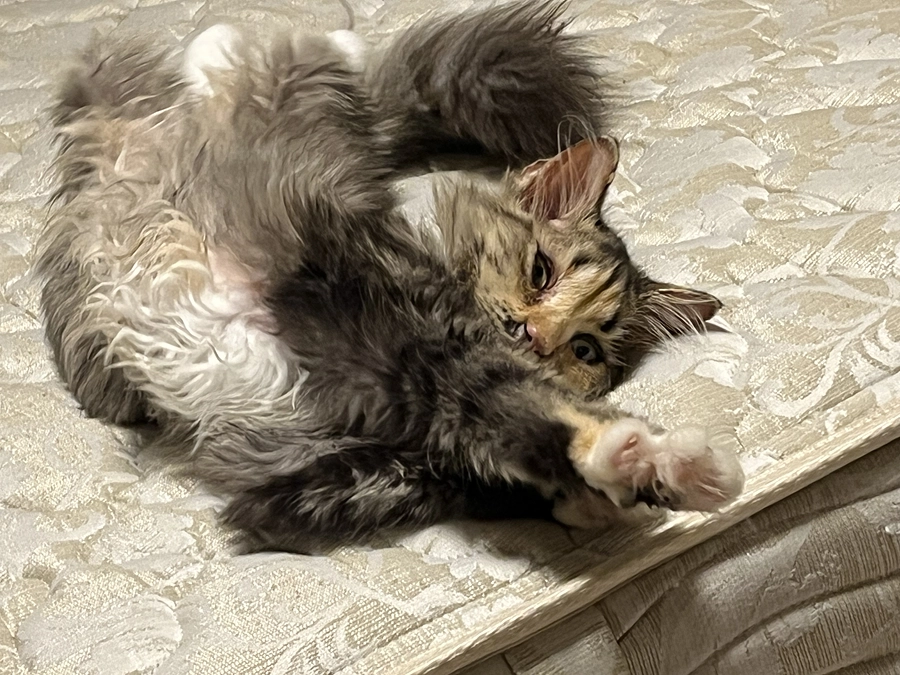 クラウドファンディング9日目、投薬52日目