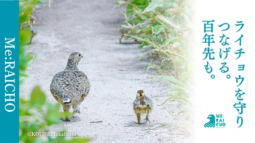 #みんなでつなぐライチョウの未来｜ミライチョウプロジェクト第二弾 のトップ画像