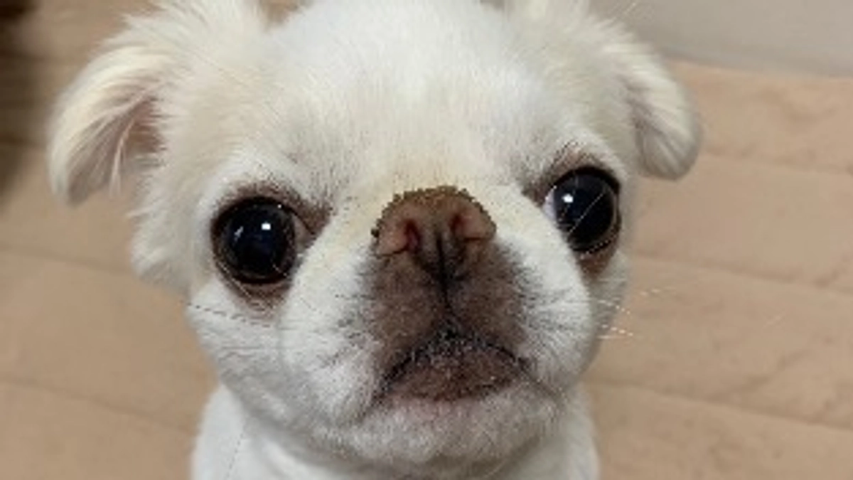 たくさんの応援本当にありがとうございました🐶💕