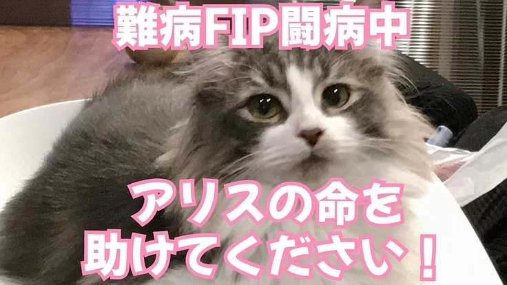難病FIP闘病中の大切な愛する娘☆アリス☆の命を助けるプロジェクト