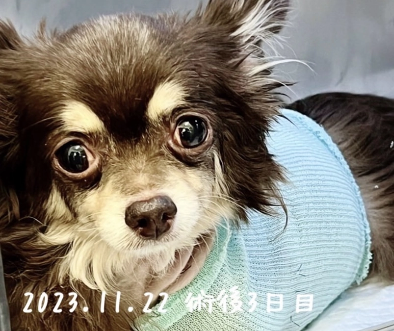 栗　術後報告〜通院記録です！！