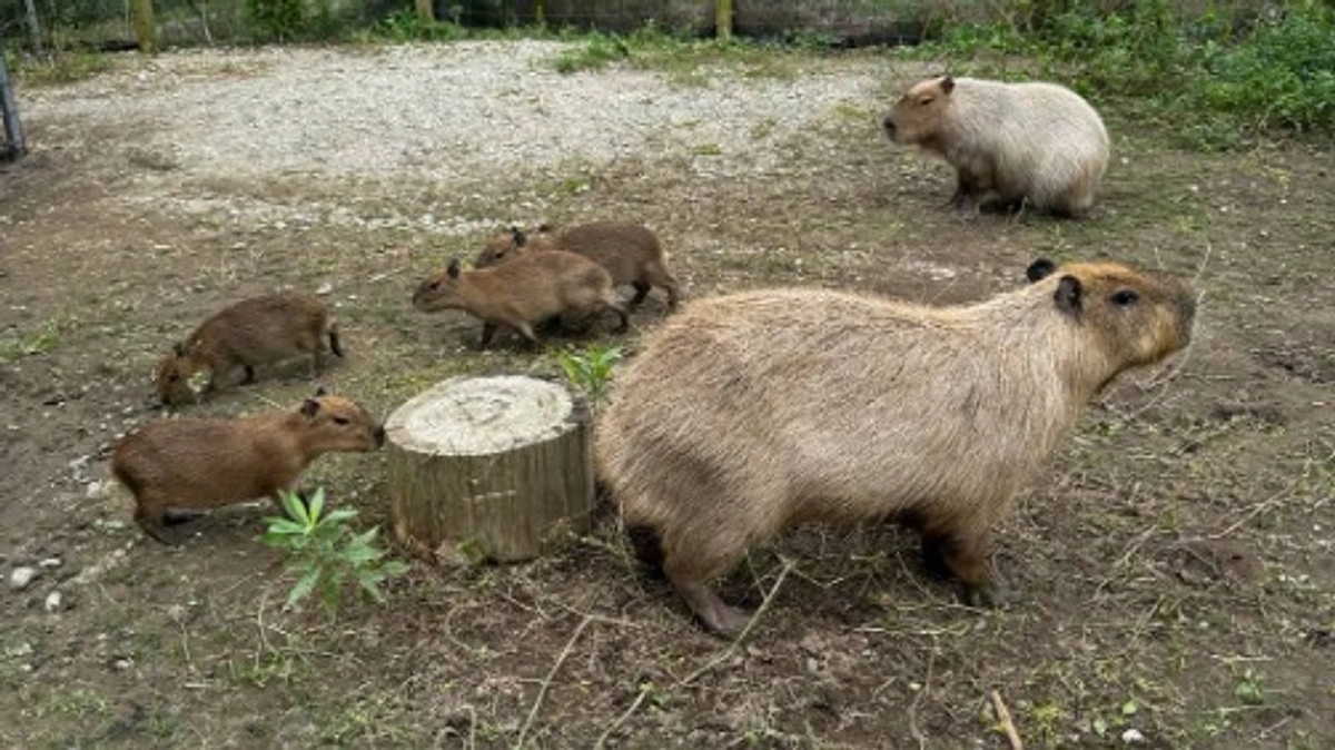 カピバラ赤ちゃんに素敵なお名前をありがとうございました！ふれあいも徐々に開始します。
