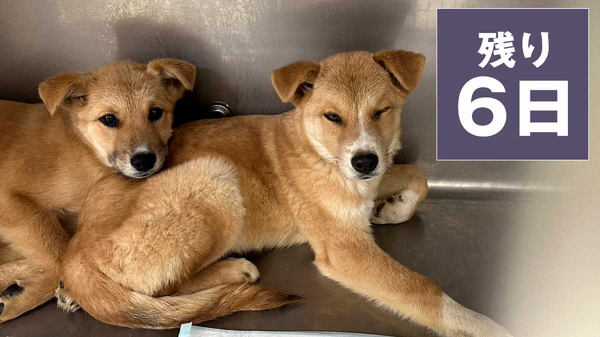 残り6日となりました｜ネクストゴールの1,900万円はなんとしてでも達成したいです