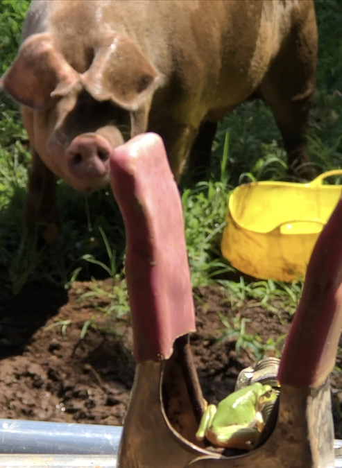 サンクチュアリは今日もゲリラ豪雨⁈
