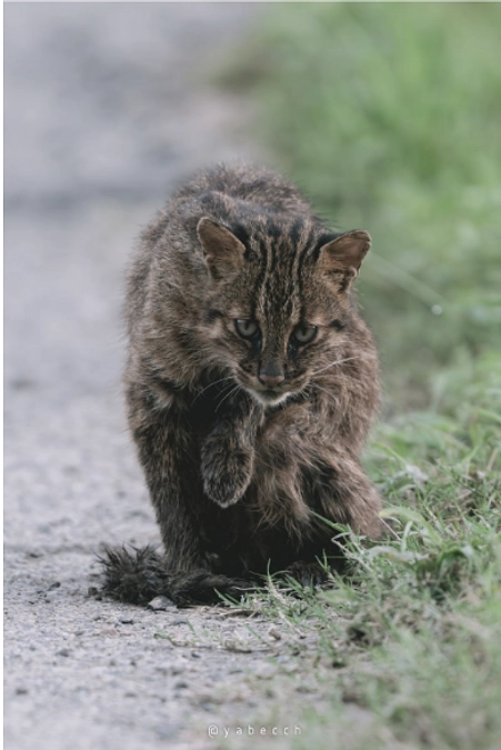 やべっちの現地リポート(2)
