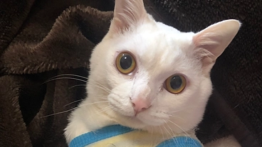 ハピ太郎の急性骨髄性白血病の治療費のご支援をお願いいたします。 のトップ画像