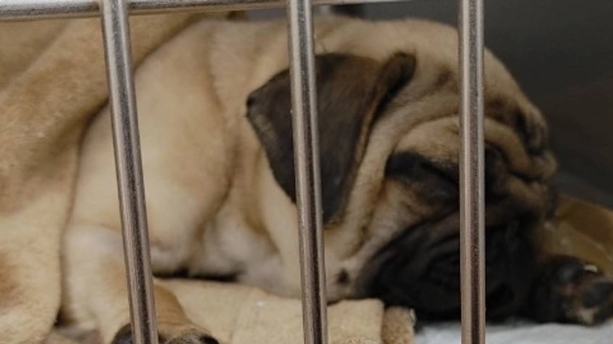 無事手術が終わりました！