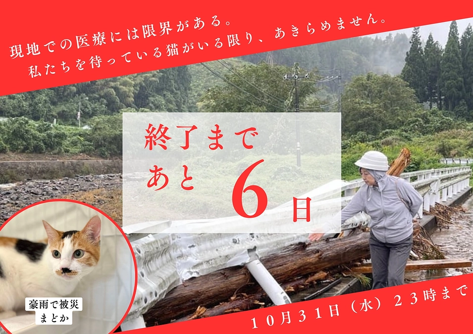 奥能登豪雨を乗り越えてきた猫たち、今週末譲渡会に参加します！未来の家族につながれ！