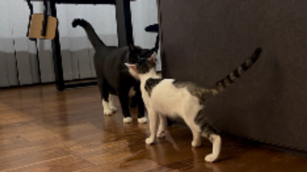 ごまさんのその後⑤