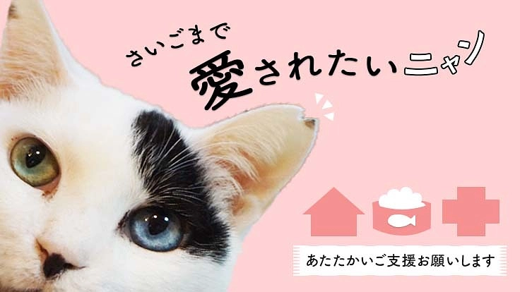 サポーター募集中/保護猫カフェ閉店で残った猫の飼育への援助を！