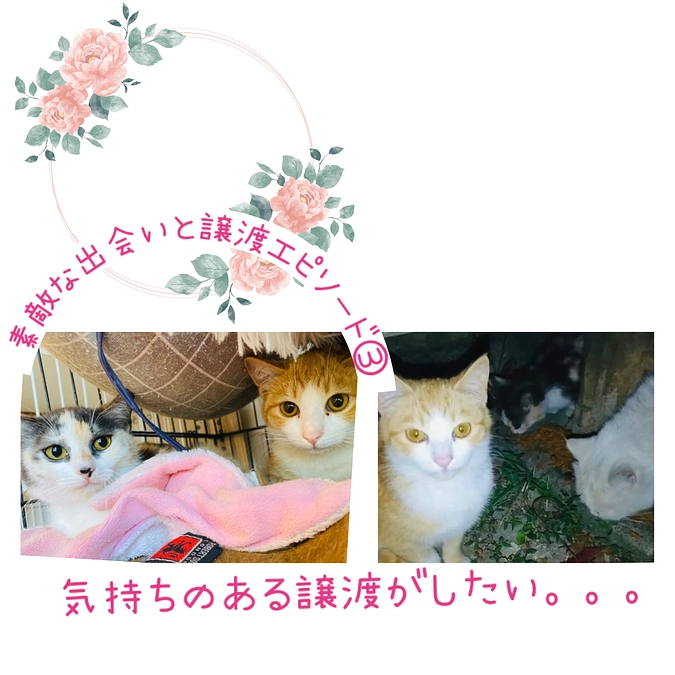 気持ちのある譲渡がしたい。。。、