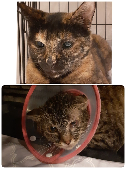 【こももちゃん】と【あんずちゃん】のご報告と8月の予定