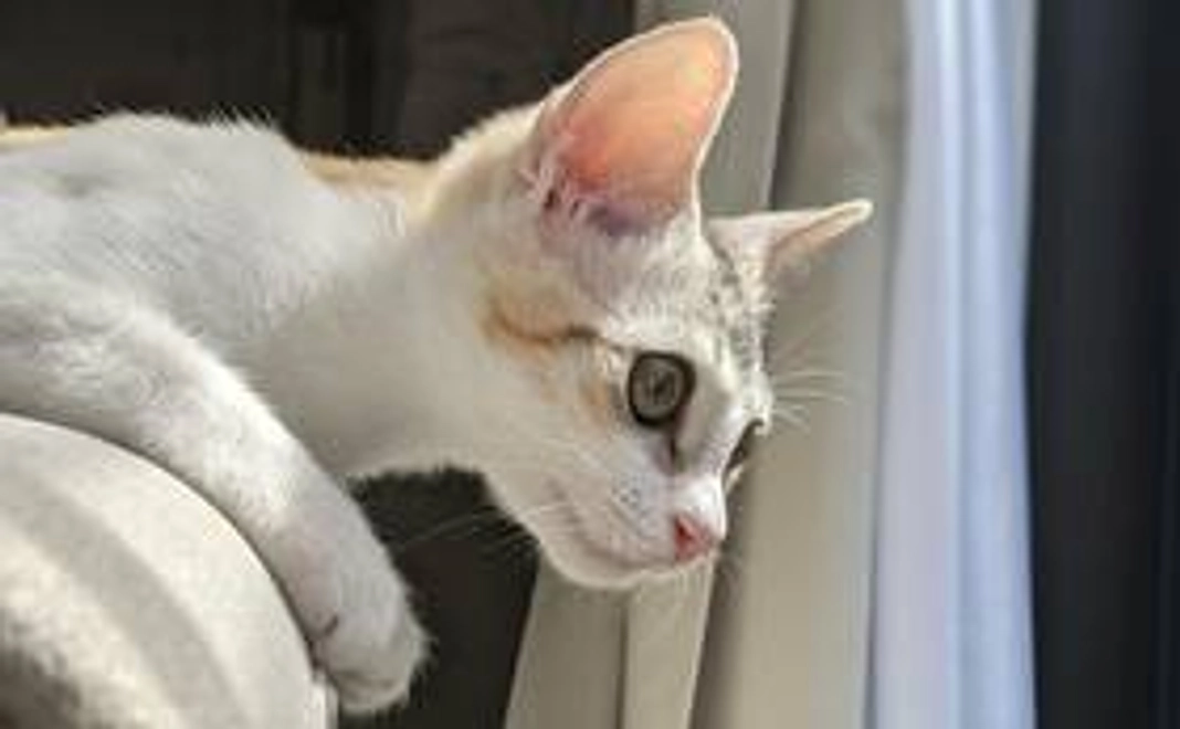 はねぎ応援①　御礼と感謝のメール　