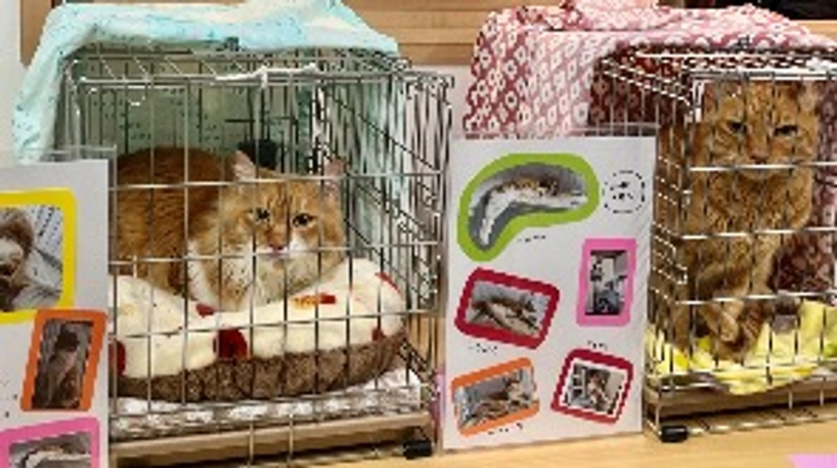 【お知らせ】2/22(土)に譲渡会「わんにゃんふれあい会vol.2」に参加します！