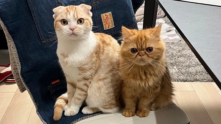 猫伝染性腹膜炎（FIP)のモンを助けたい