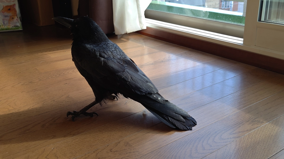 腸炎らしきカラスの保護と放鳥