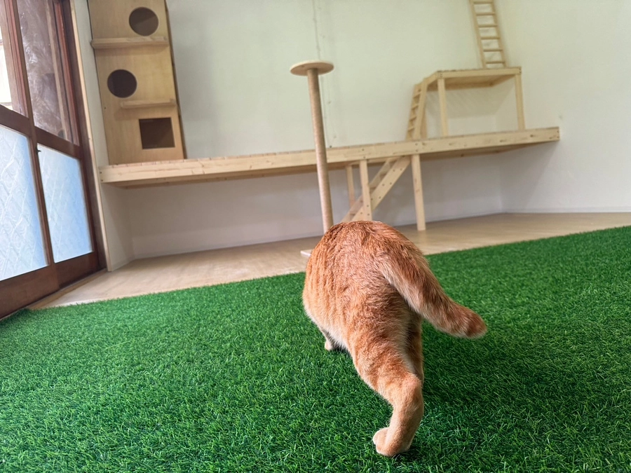 新シェルターお披露目動画