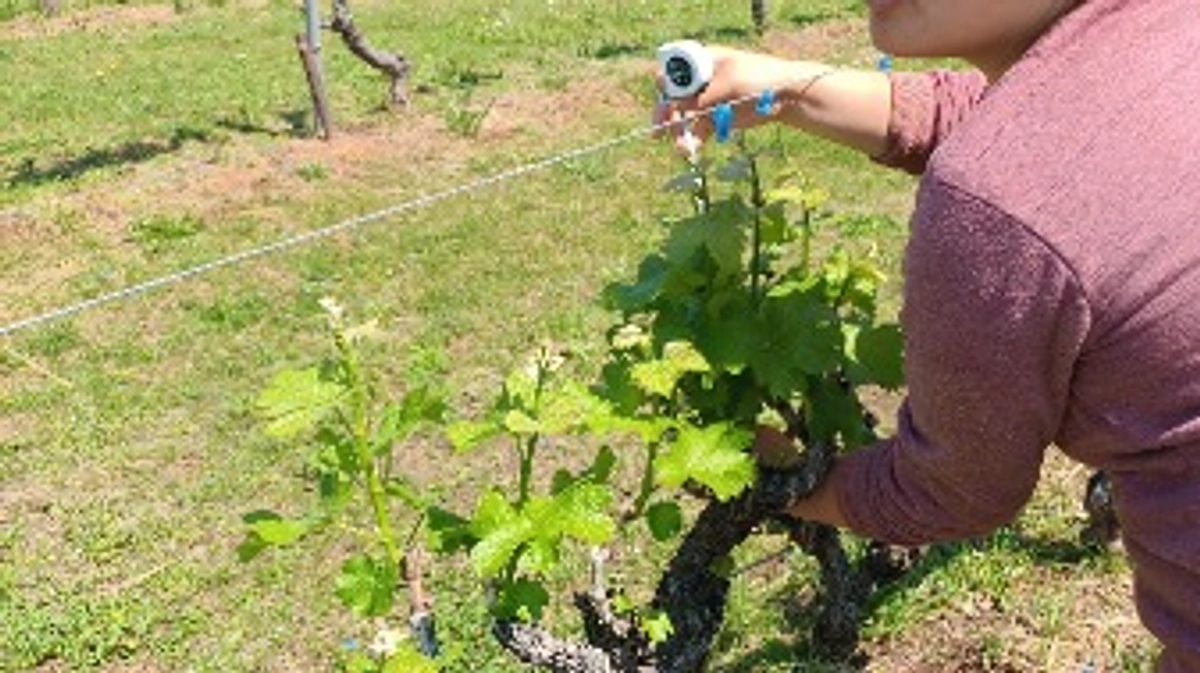 ブドウの生育状況を“見える化”