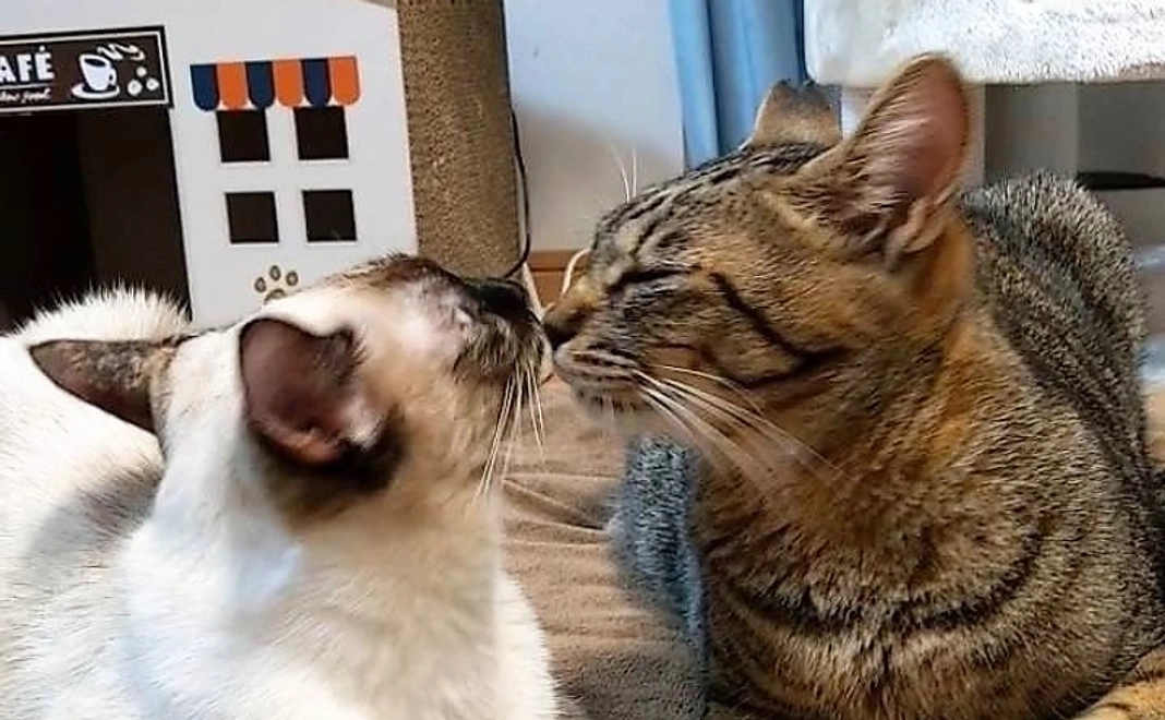 毎月2000円コース