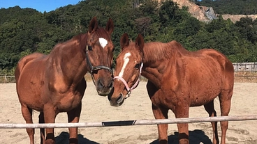 マンスリーサポーター募集中｜引退馬たちに素晴らしい余生を のトップ画像