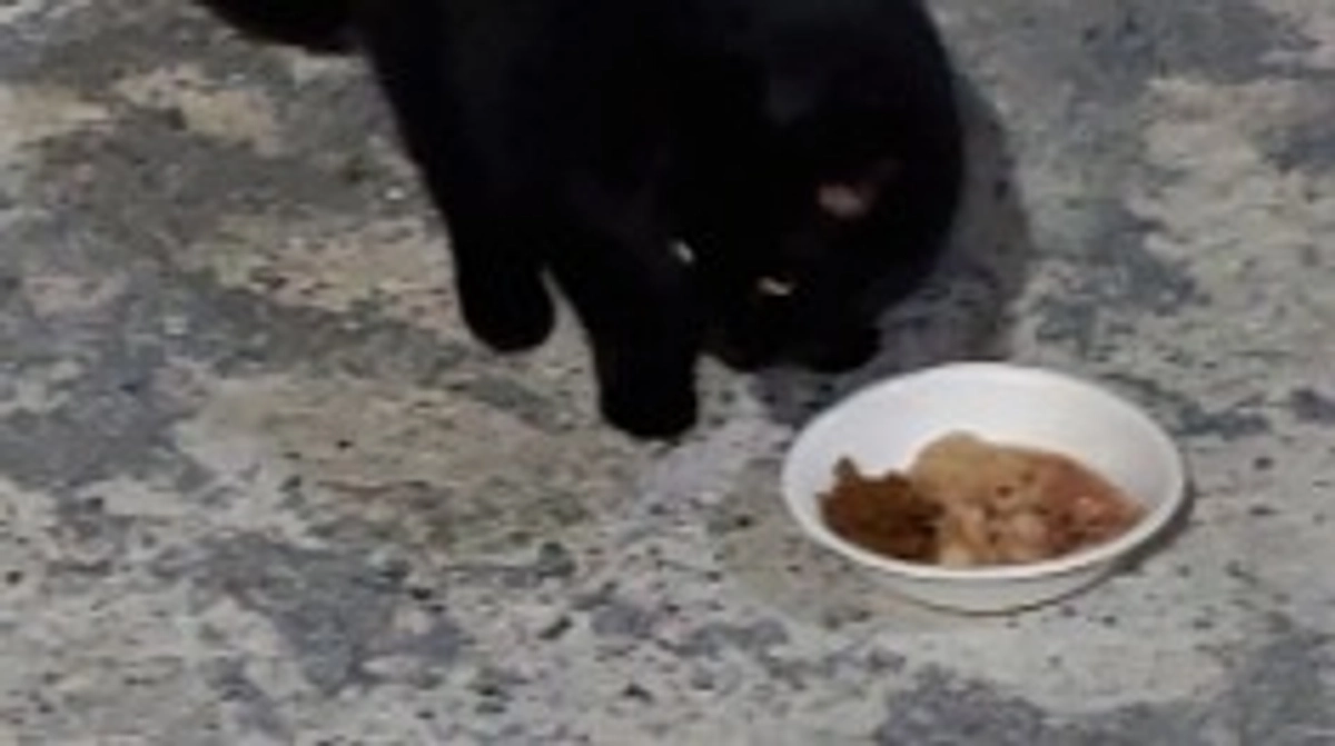 2/15の猫達。残り21日となってしまいましたが達成率9%ととても厳しい状況です…。