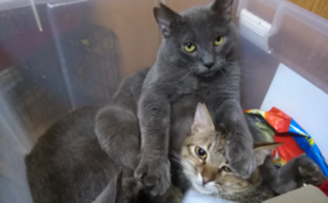 <5000円>おりたてネコものがたり応援コース