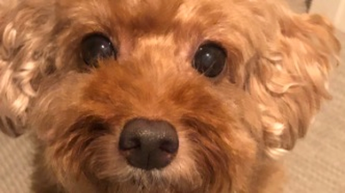 カウントダウン始まりました🙇‍♀️