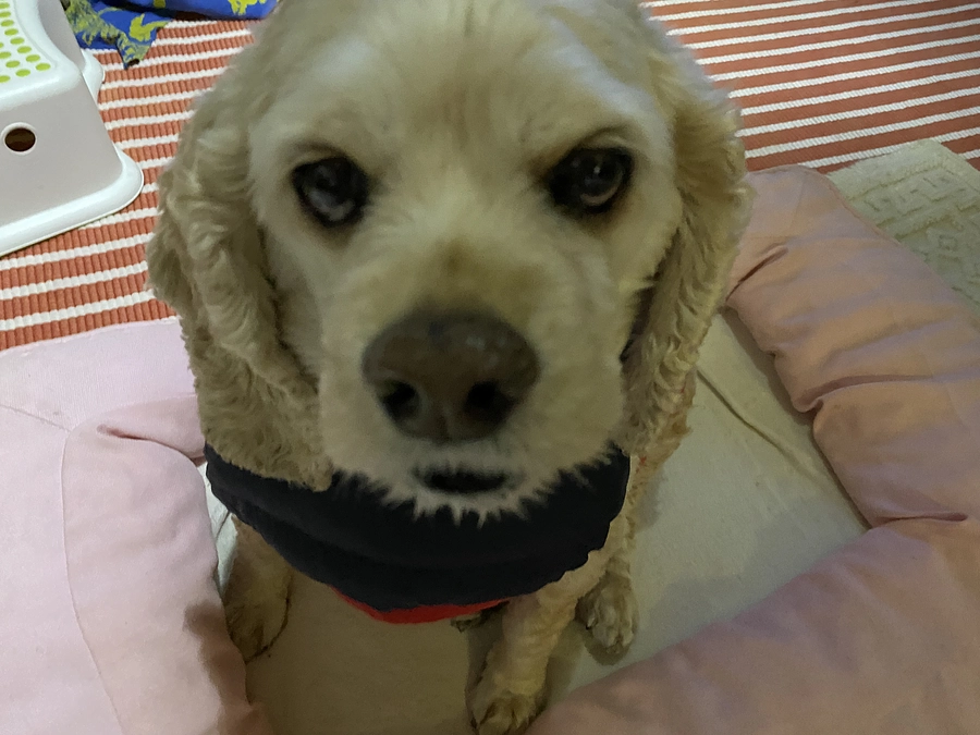 49時間残りです　最後の治療費応援お願い致します