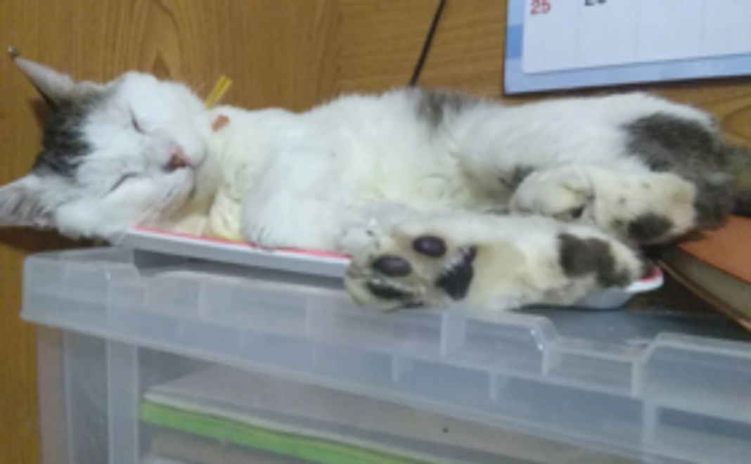 【10,000円】おりたてネコものがたり応援コース