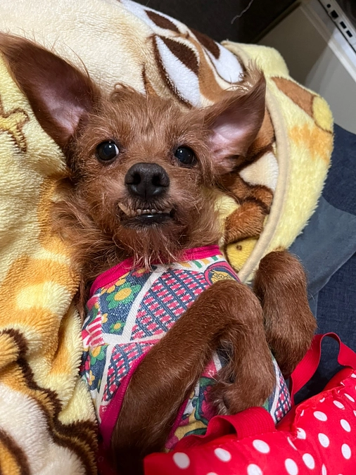 残り6日になりました。