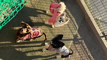 保護っ子ハウスの継続支援！ のトップ画像