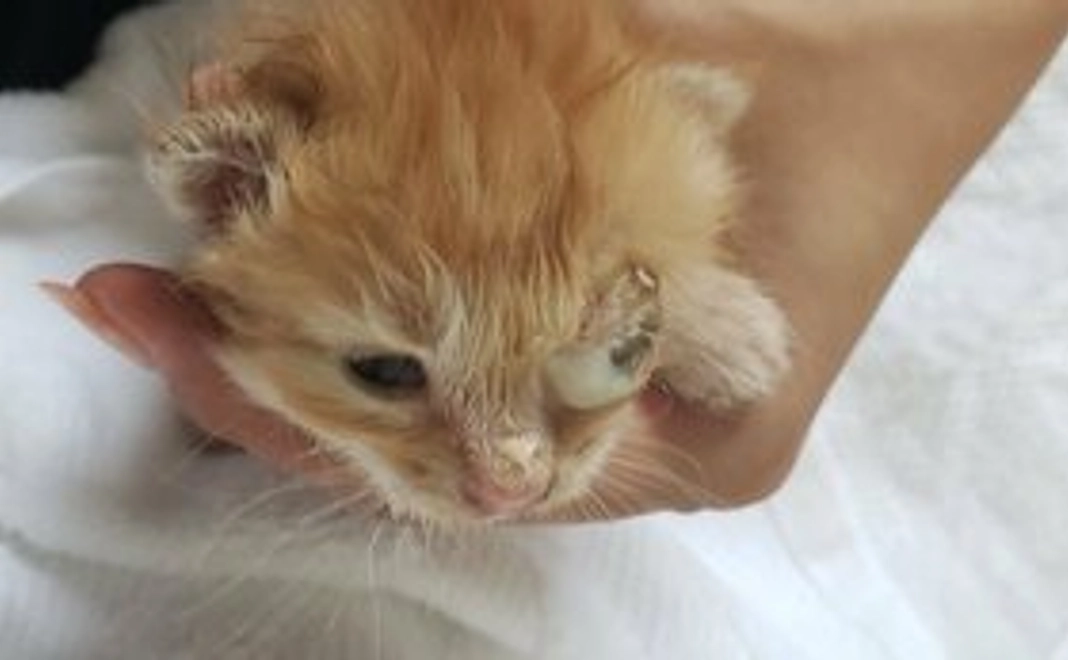 保護猫活動支援　1000