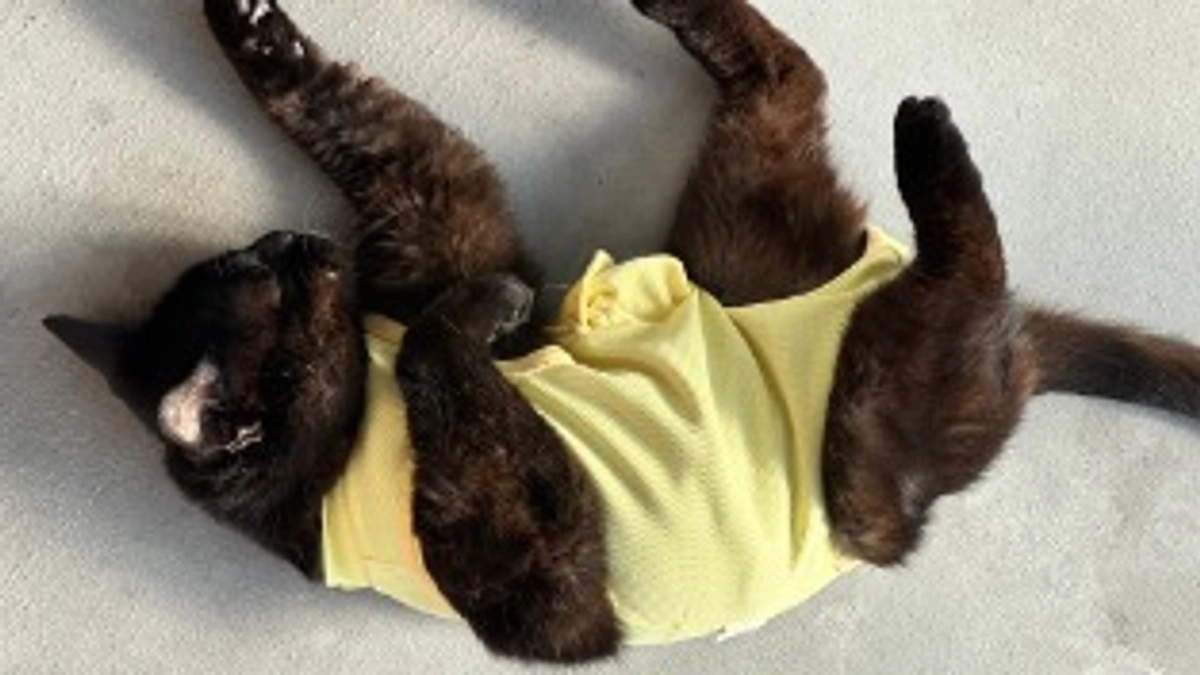 クラウドファンディング達成のお知らせ