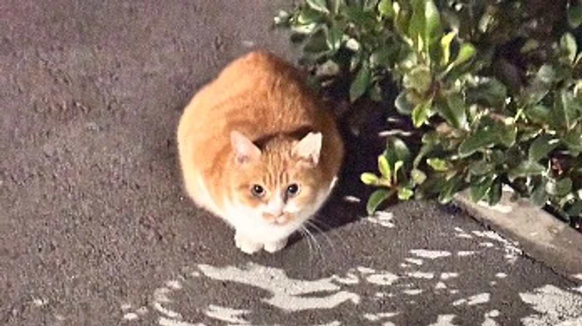 ピコとピコピコと時々ミィヤーン