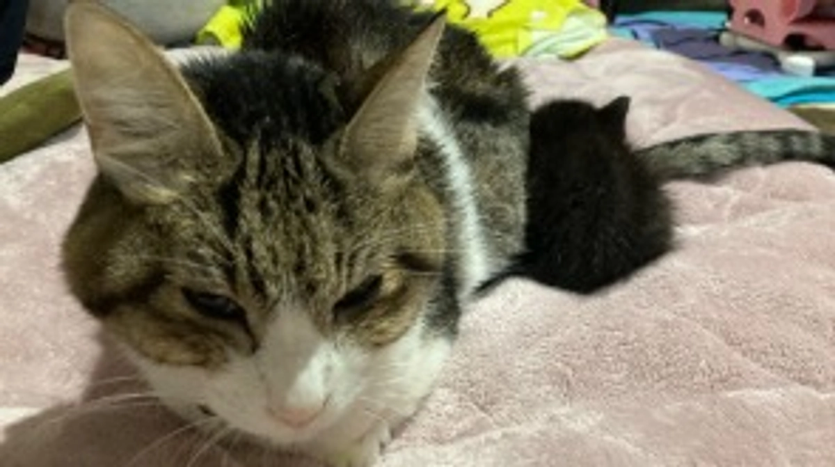 1/21 つーちゃんが退院してきました🏠