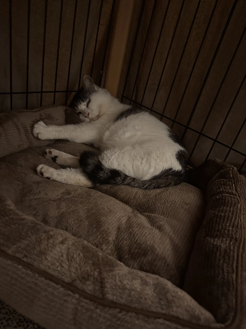 わさおの口の中の腫瘍