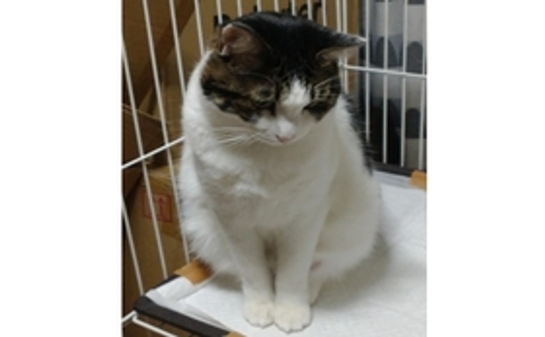 感謝のメール【リターンがご不要な方向け】