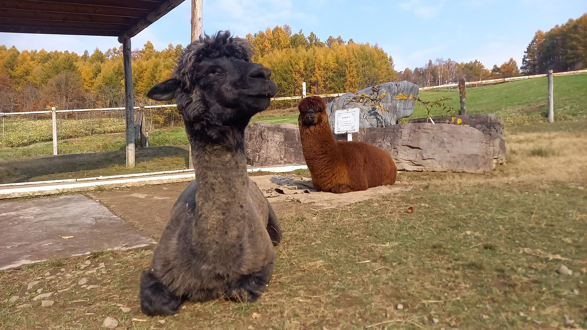 この2週間のこと