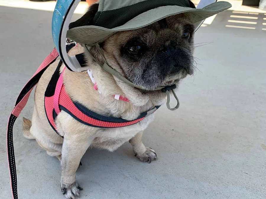 5月の活動報告：ドッグバンパーの製作数4個、改造検討1個