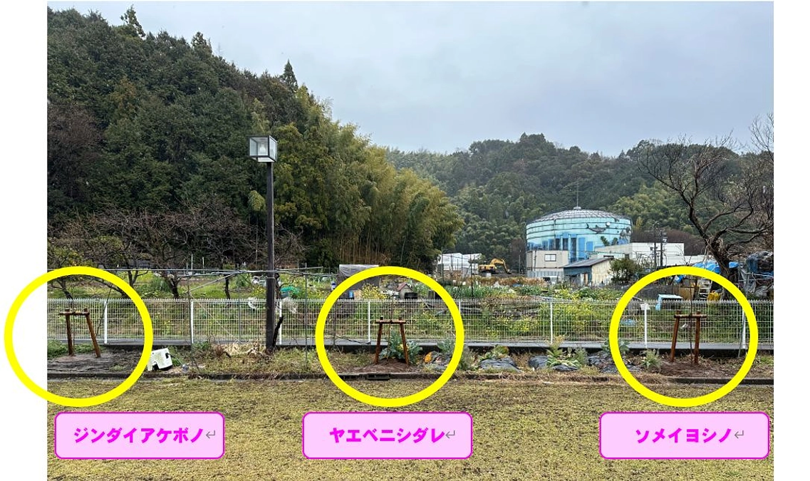 2024.3.23　桜植栽工事②