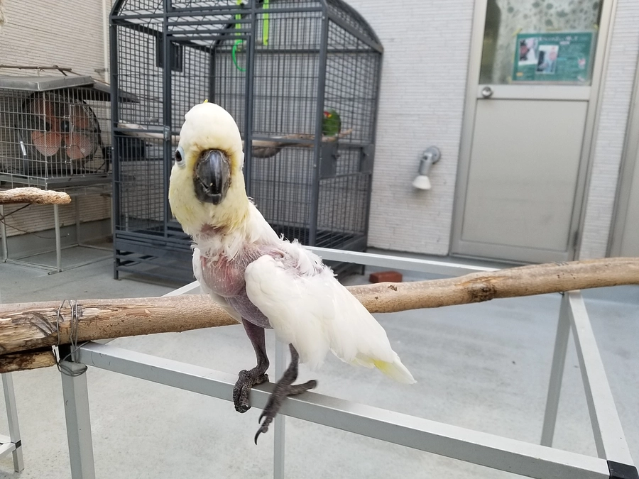 ぽぴたん(コキサカオウム)、初めての経験