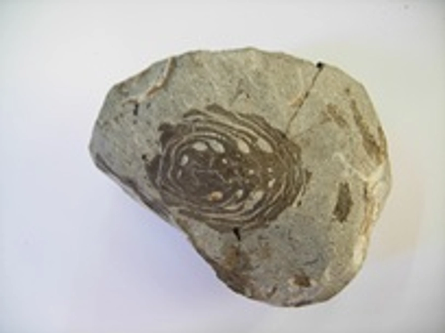 骨じゃないよ３