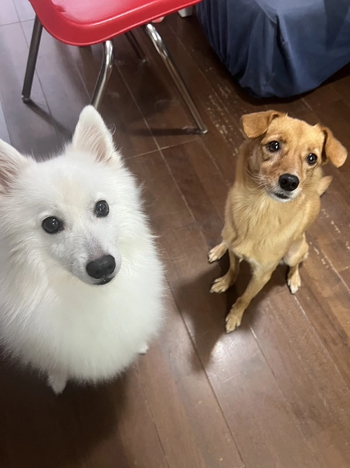 里親さまからのメッセージ　きなことこんぶのご家族より