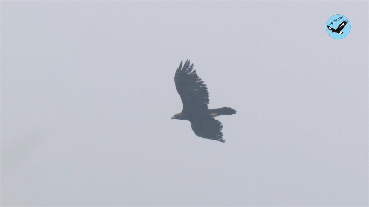 伊吹山のイヌワシ繁殖状況2024年4月29日