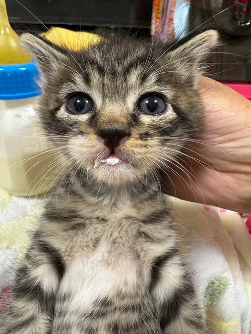 茨城から２２匹収容した乳飲み子猫達は食欲旺盛です！！