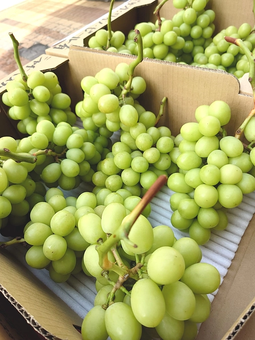 9月16日土曜日プレオープン終了。