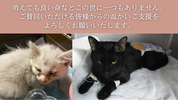 厳しい環境を生きた犬猫たちが暮らすお家。シェルター建設にご支援を! 7枚目