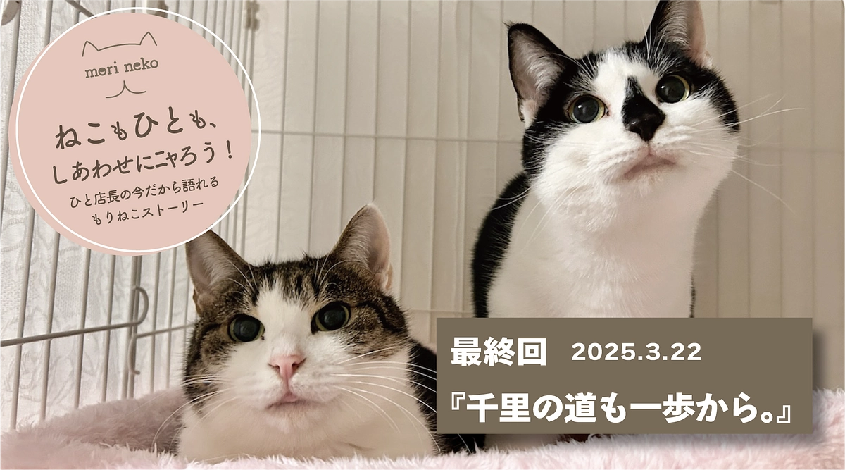 ねこもひとも、しあわせにニャろう！最終回　『千里の道も一歩から』
