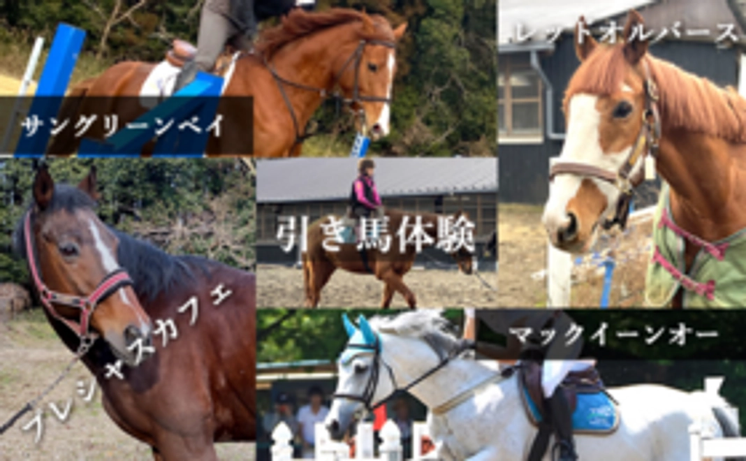 引退馬たちの写真セット＋引き馬体験